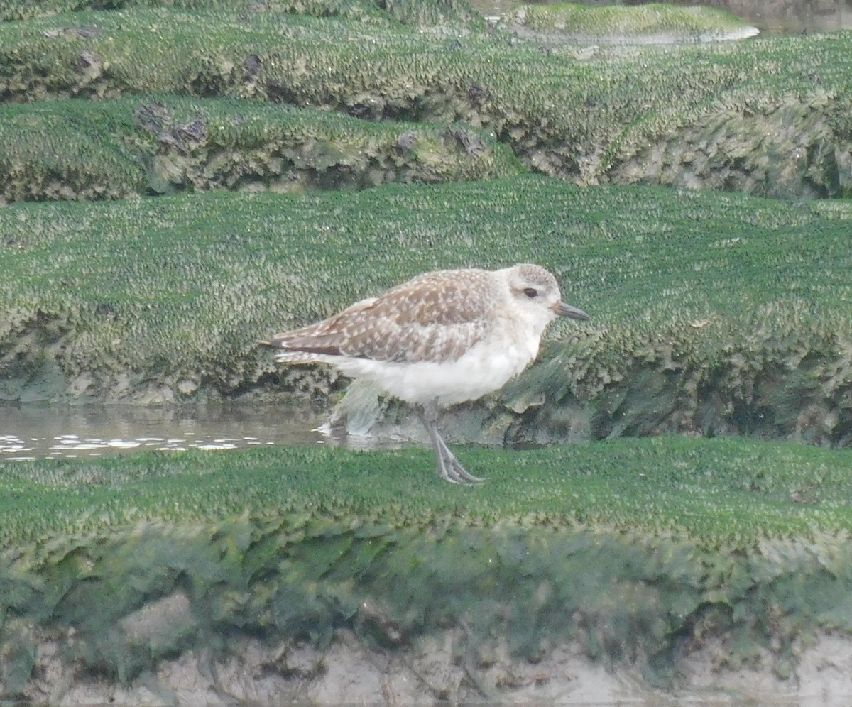 Black-bellied Plover - ML623373224