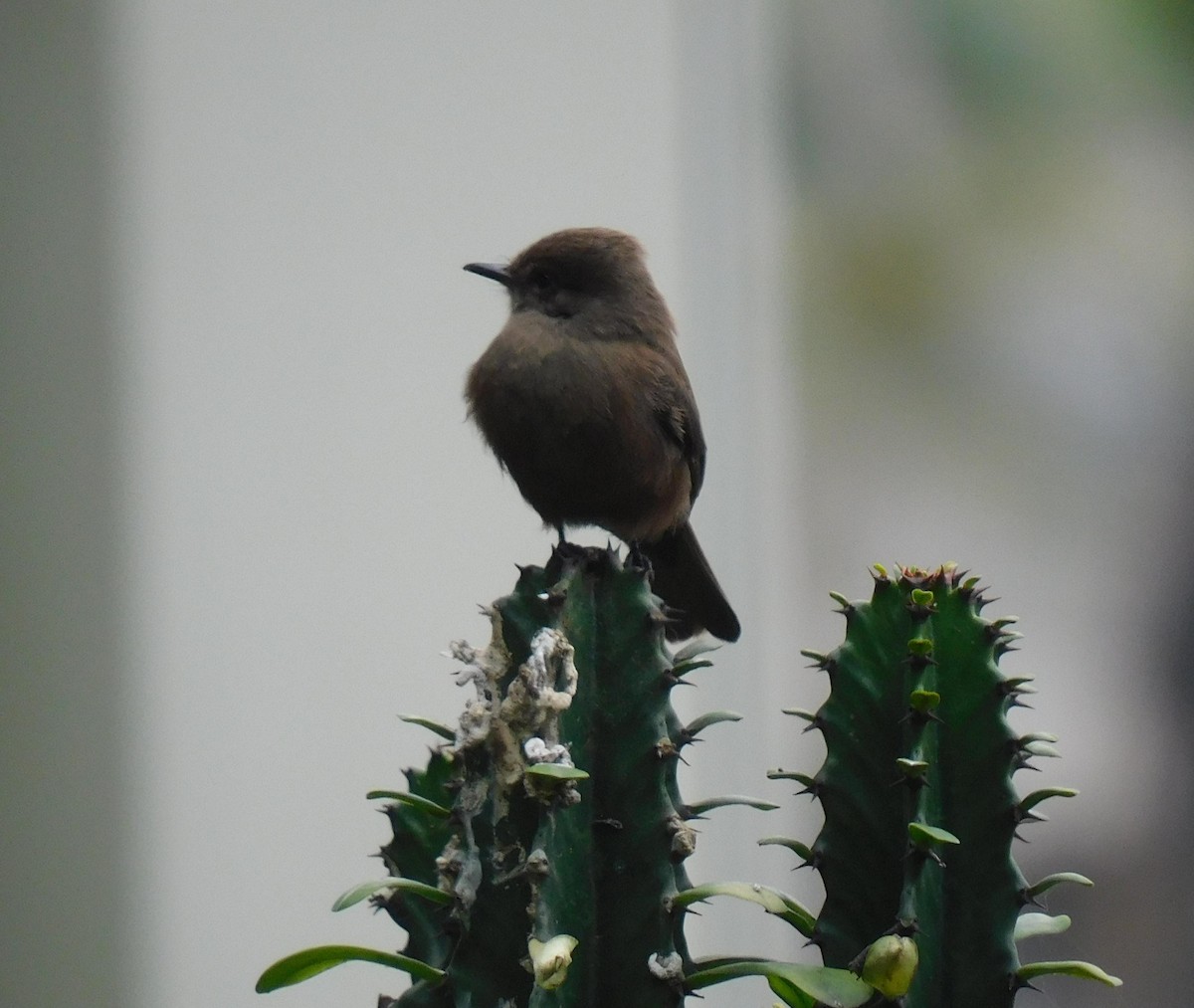 Vermilion Flycatcher (obscurus Group) - ML623373288