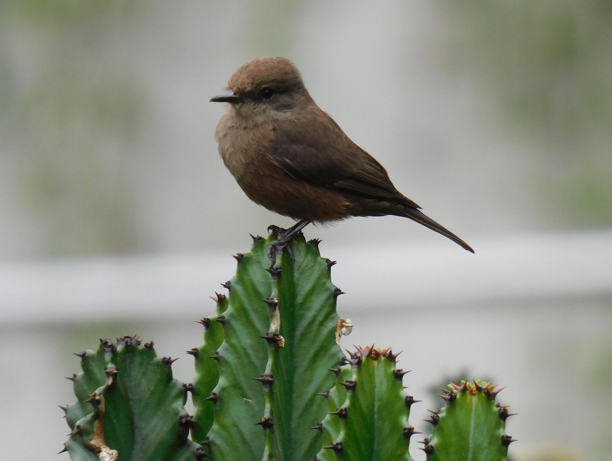 Vermilion Flycatcher (obscurus Group) - ML623373294