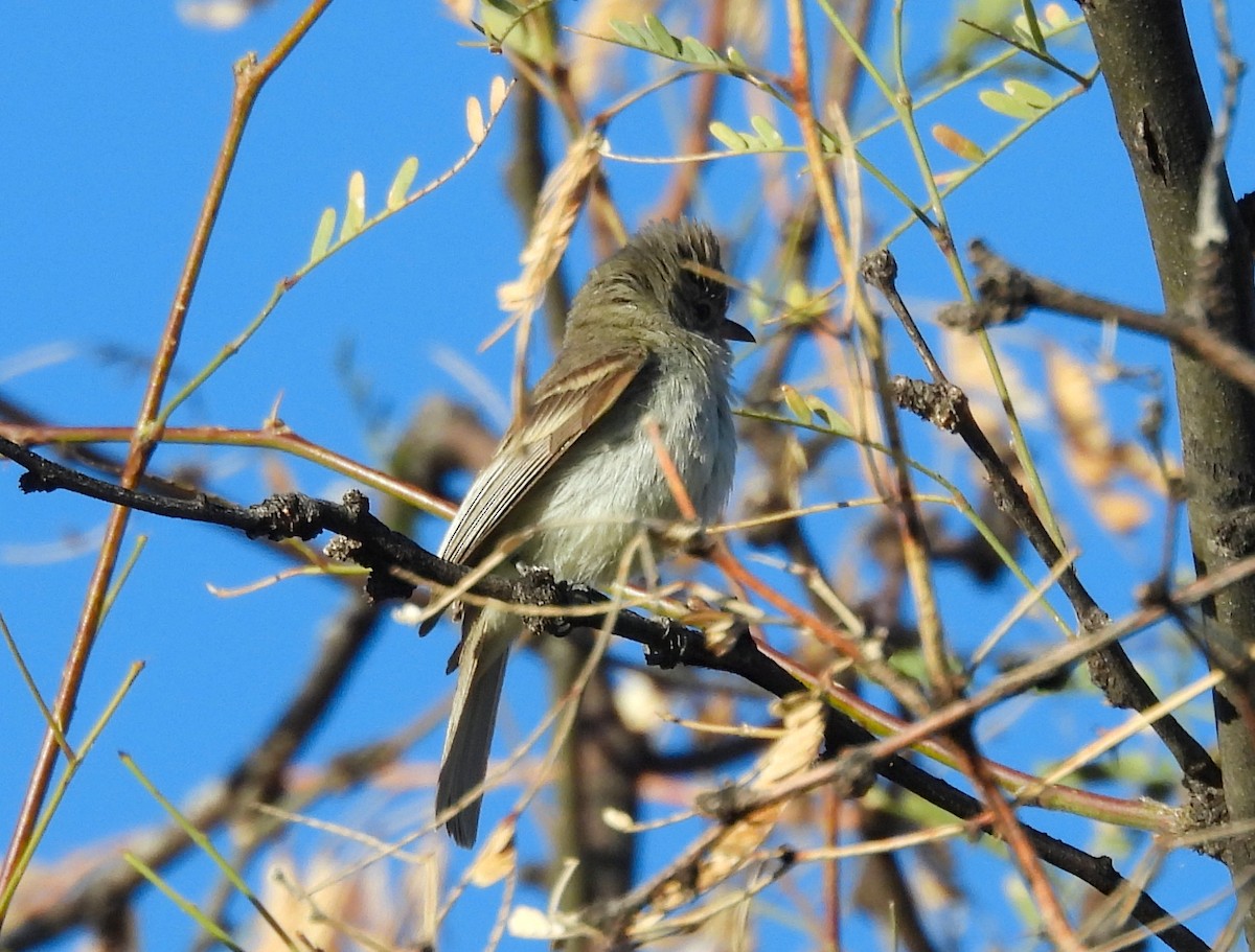 Northern Beardless-Tyrannulet - ML623373339