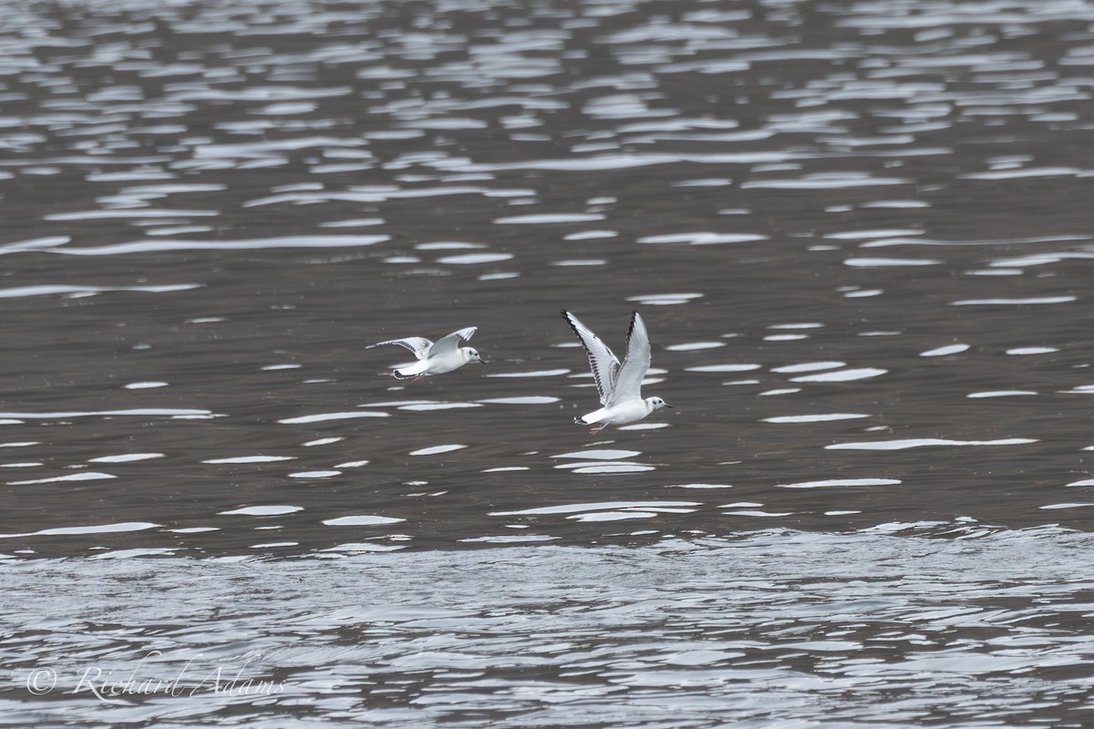 Bonaparte's Gull - ML623373386