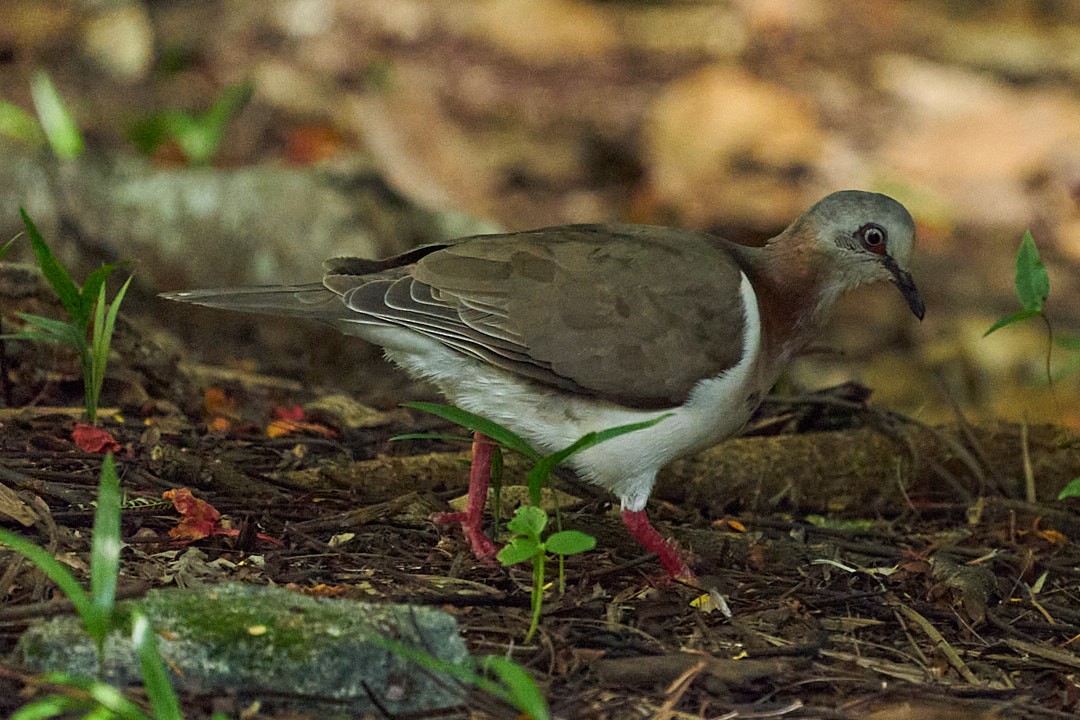 Caribbean Dove - Philip Cumming