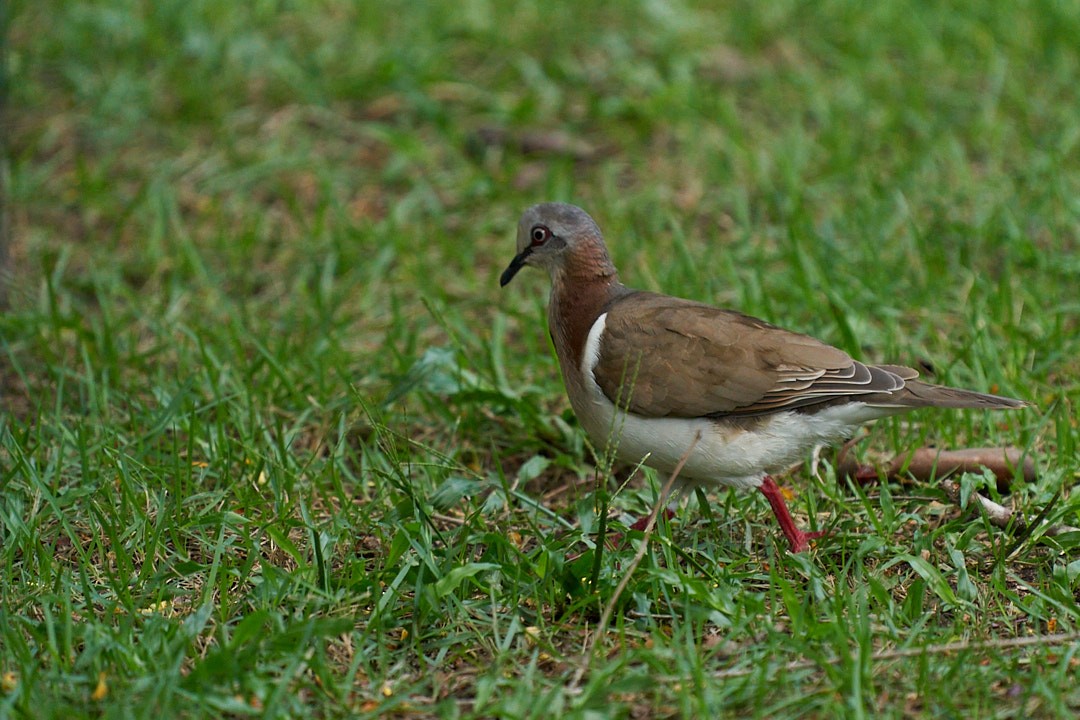 Caribbean Dove - Philip Cumming