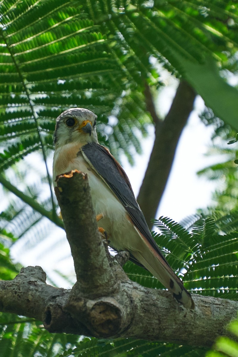 American Kestrel - ML623373518