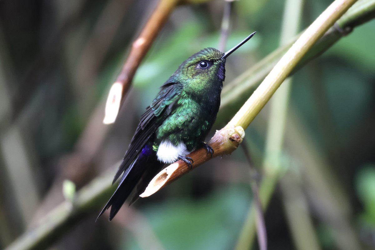 Glowing Puffleg - Gonzalo Nazati