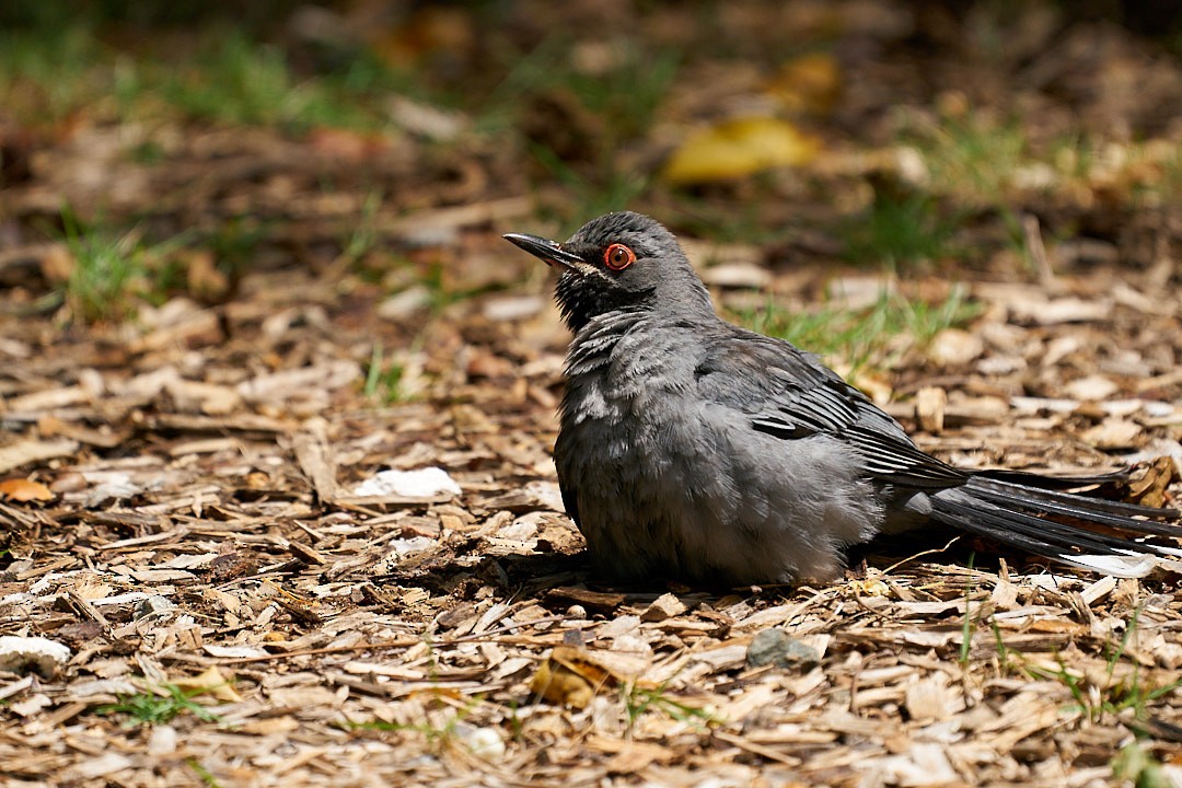 Red-legged Thrush - ML623373531