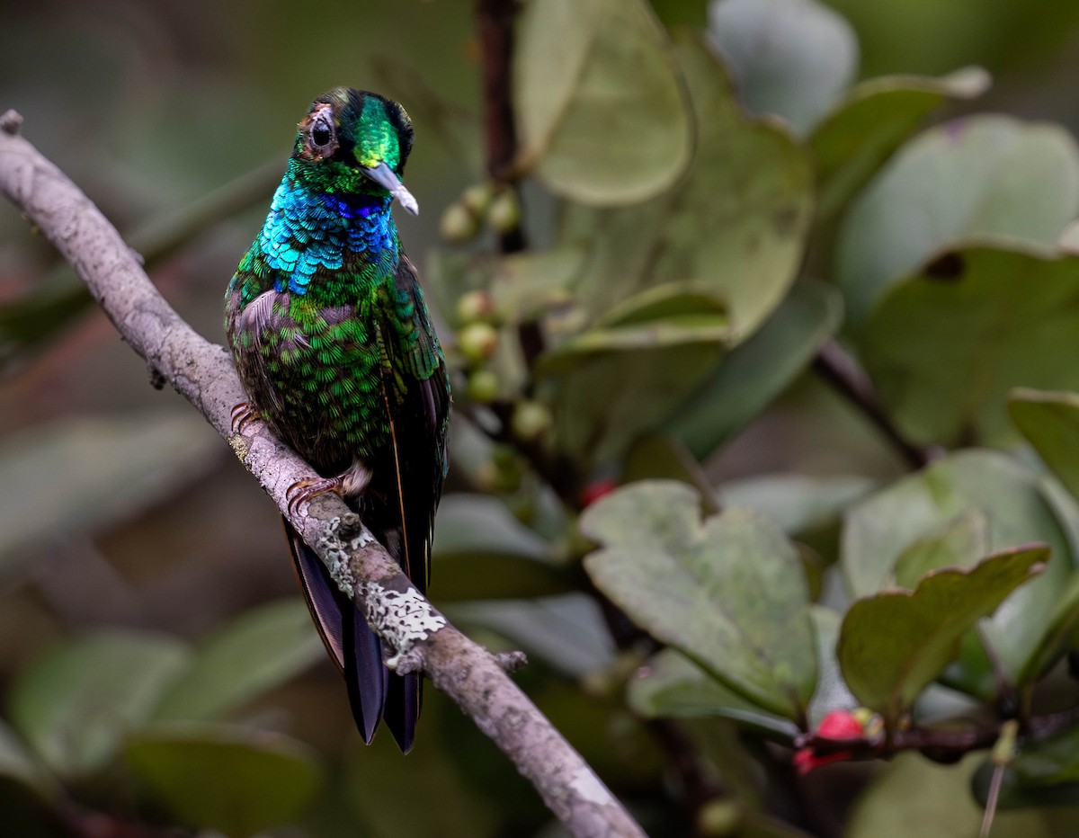 Velvet-browed Brilliant - ML623373534