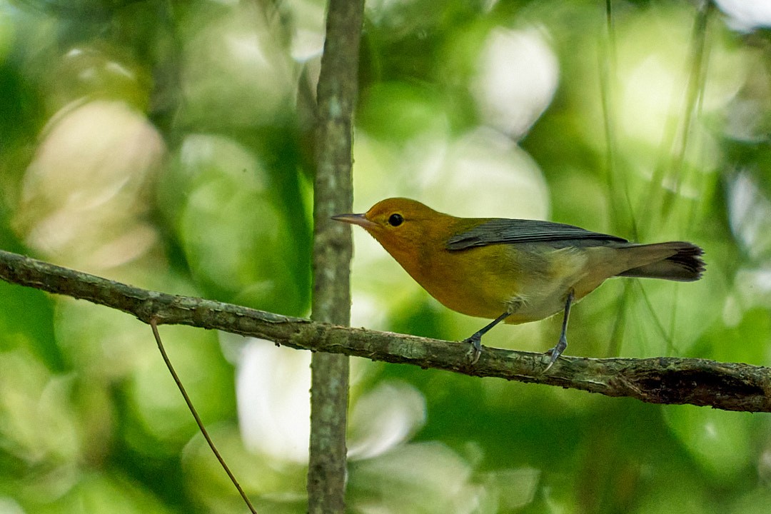 Prothonotary Warbler - Philip Cumming