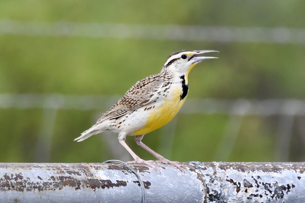 Chihuahuan Meadowlark - ML623373544