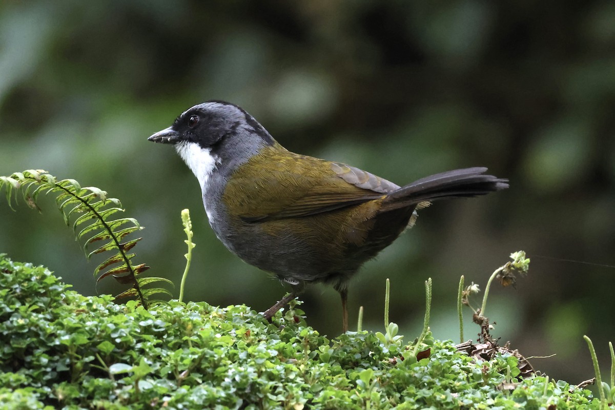 Gray-browed Brushfinch - Gonzalo Nazati