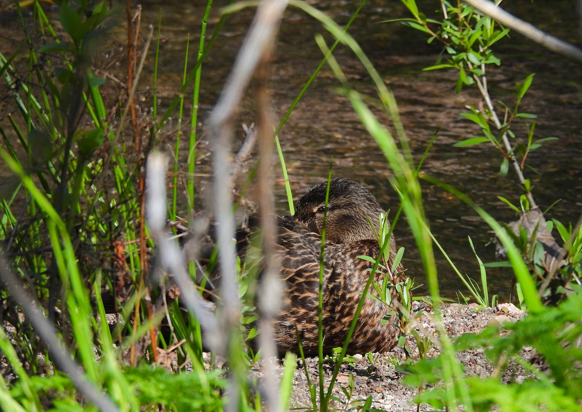 Canard colvert ou C. du Mexique - ML623373599