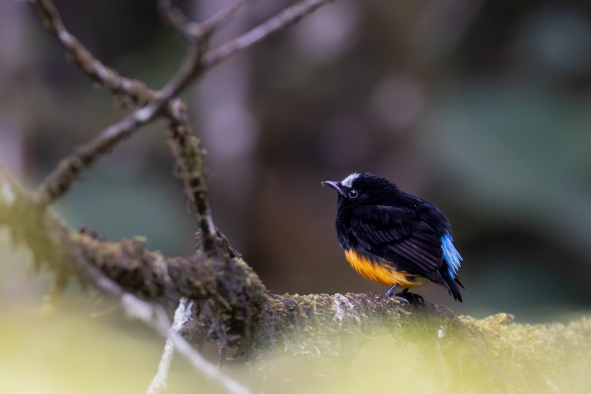 Orange-bellied Manakin - ML623373605