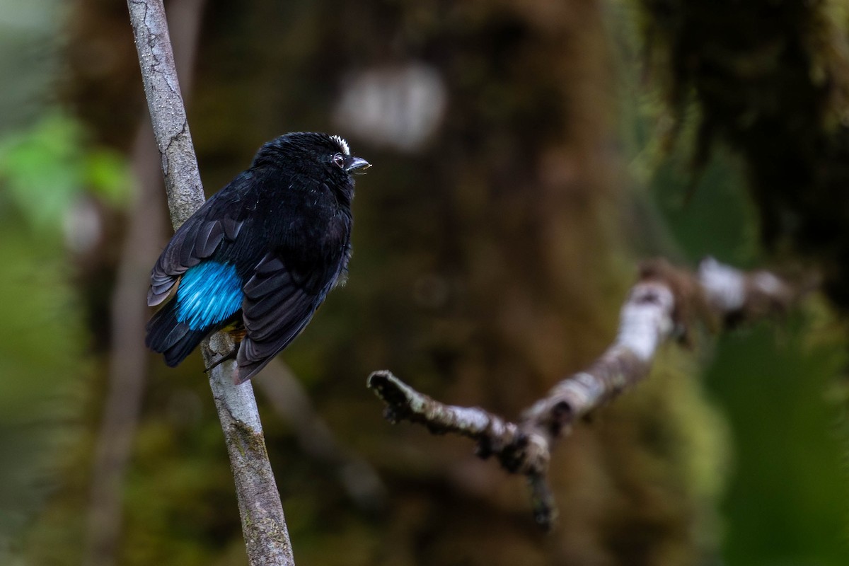 Orange-bellied Manakin - ML623373606