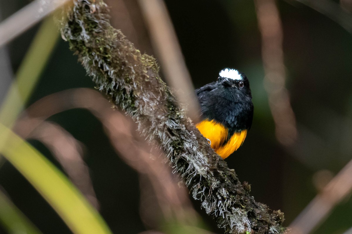 Orange-bellied Manakin - ML623373607