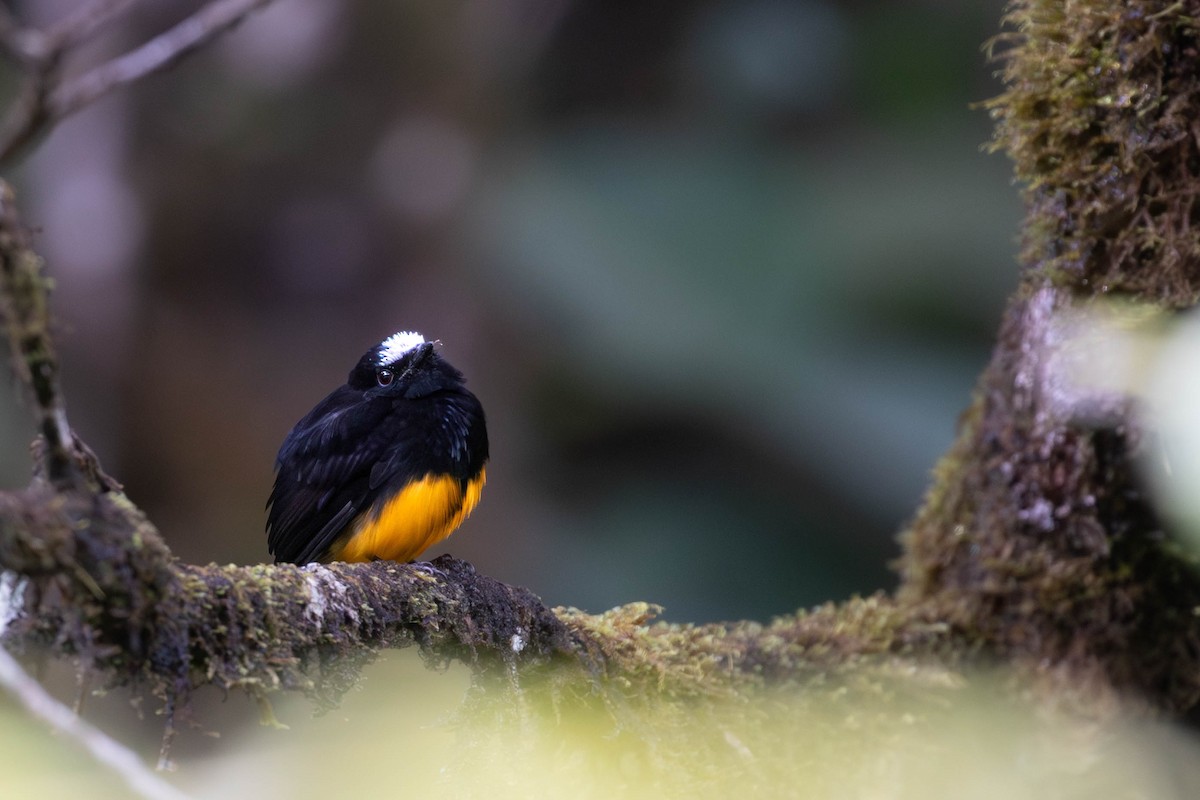 Orange-bellied Manakin - ML623373608