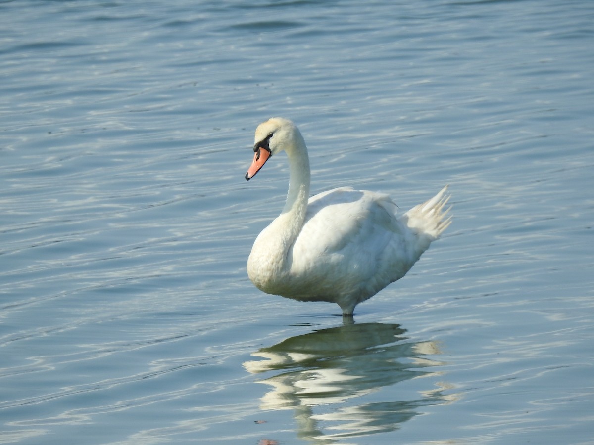 Cygne tuberculé - ML623373611