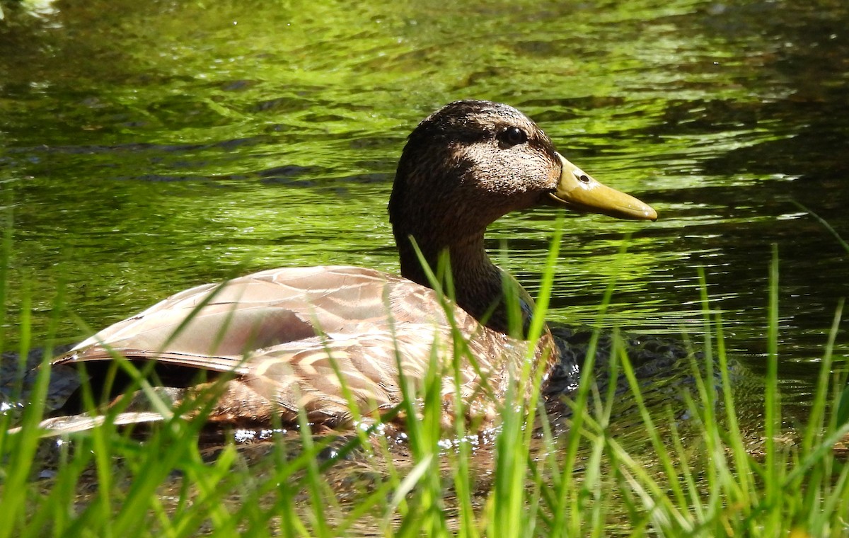 Canard colvert ou C. du Mexique - ML623373647