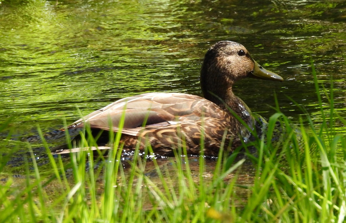 Canard colvert ou C. du Mexique - ML623373648