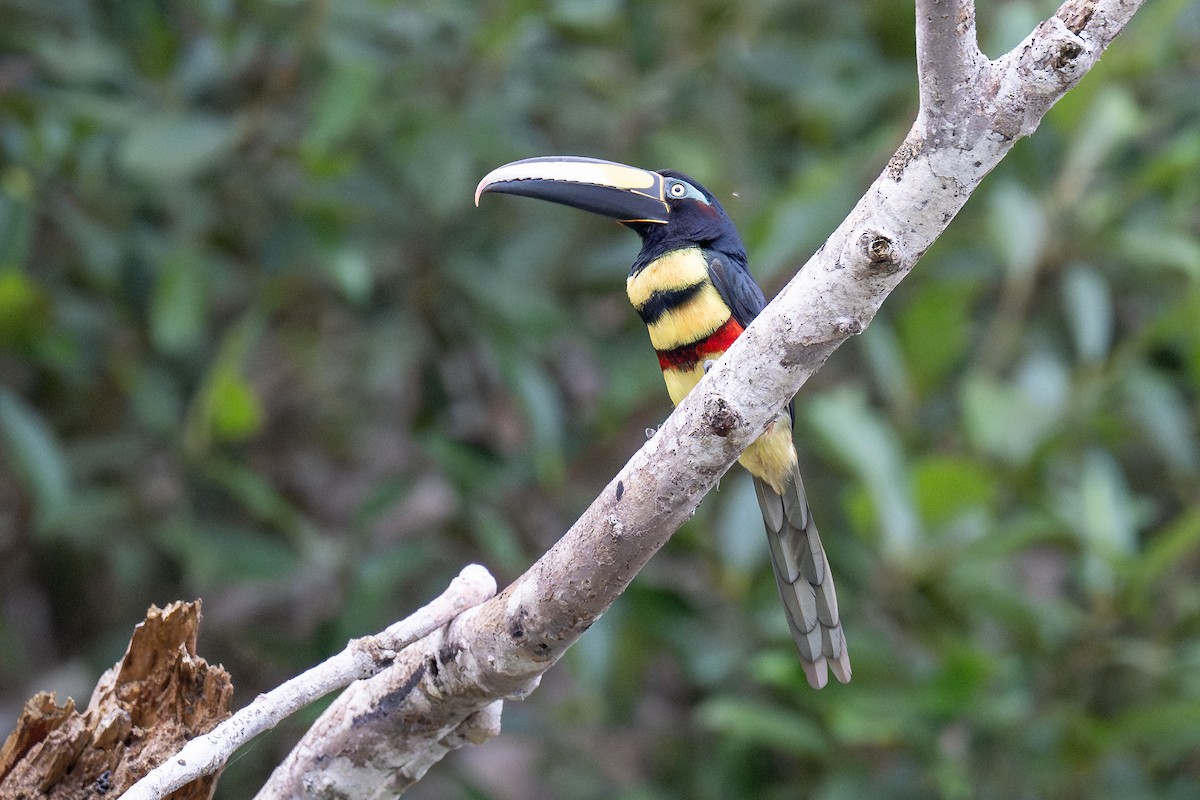 Many-banded Aracari - ML623373675