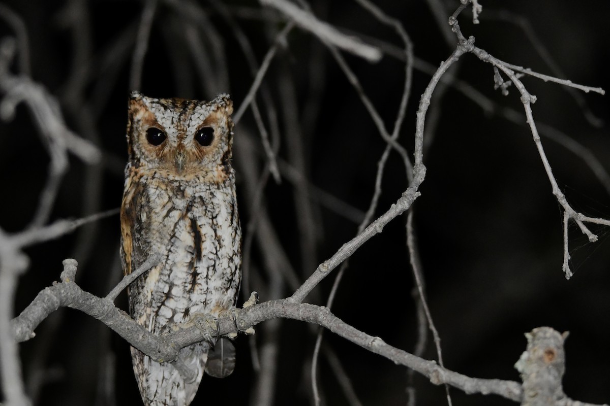 Flammulated Owl - ML623373707