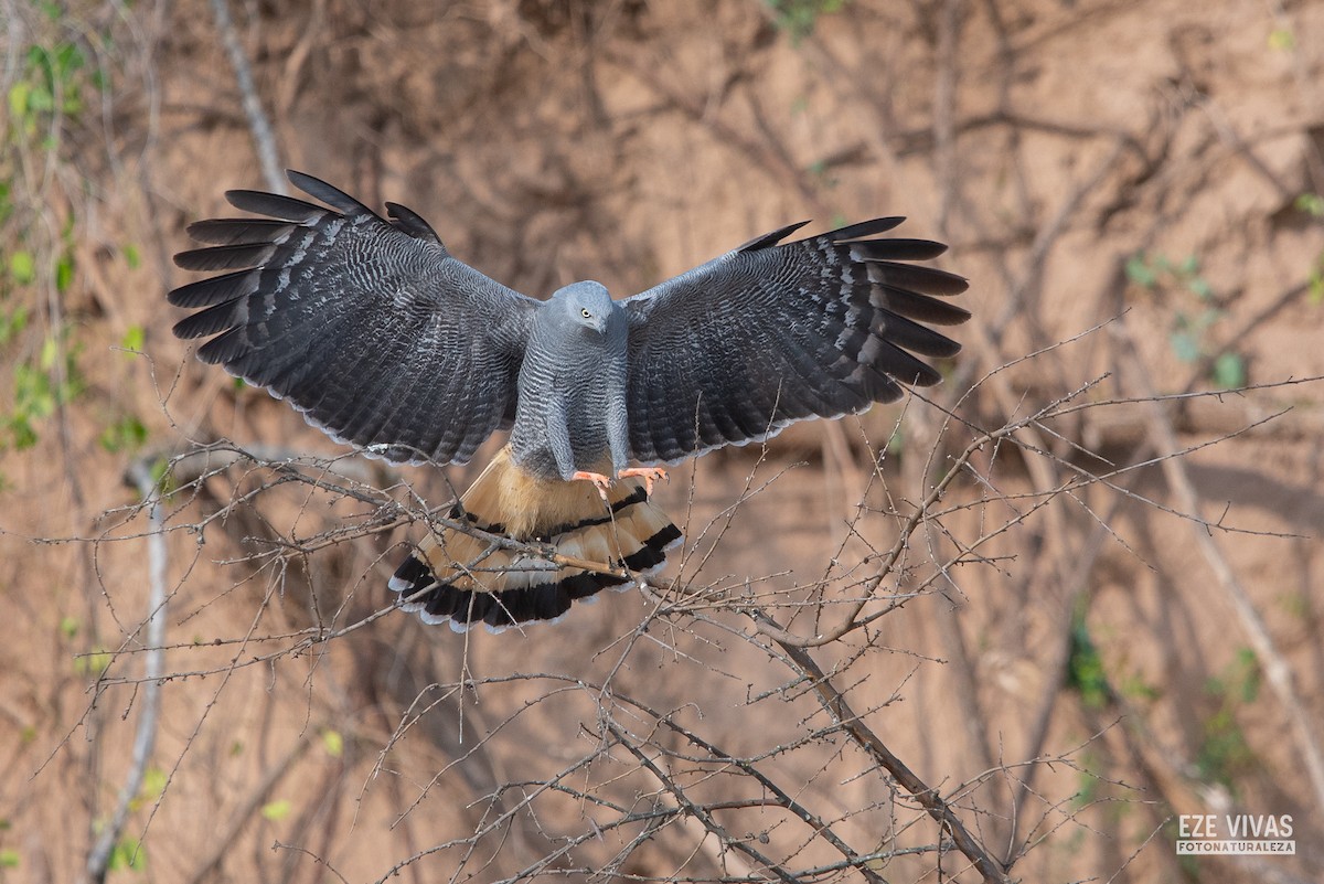 Crane Hawk - ML623373712