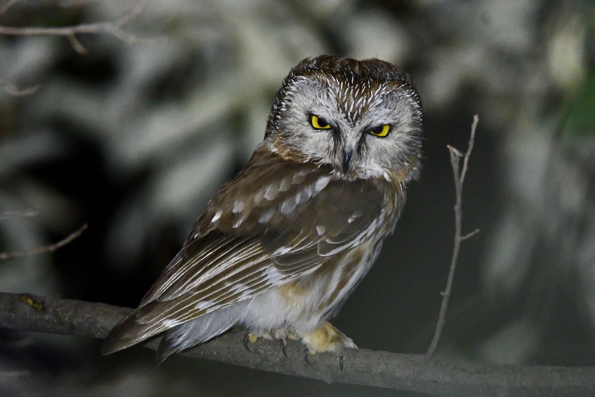 Northern Saw-whet Owl - ML623373713
