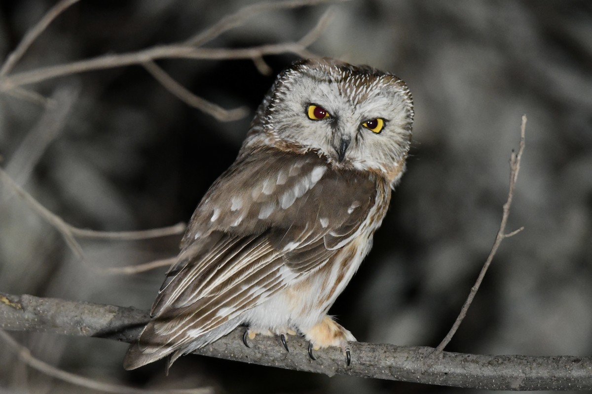 Northern Saw-whet Owl - ML623373714