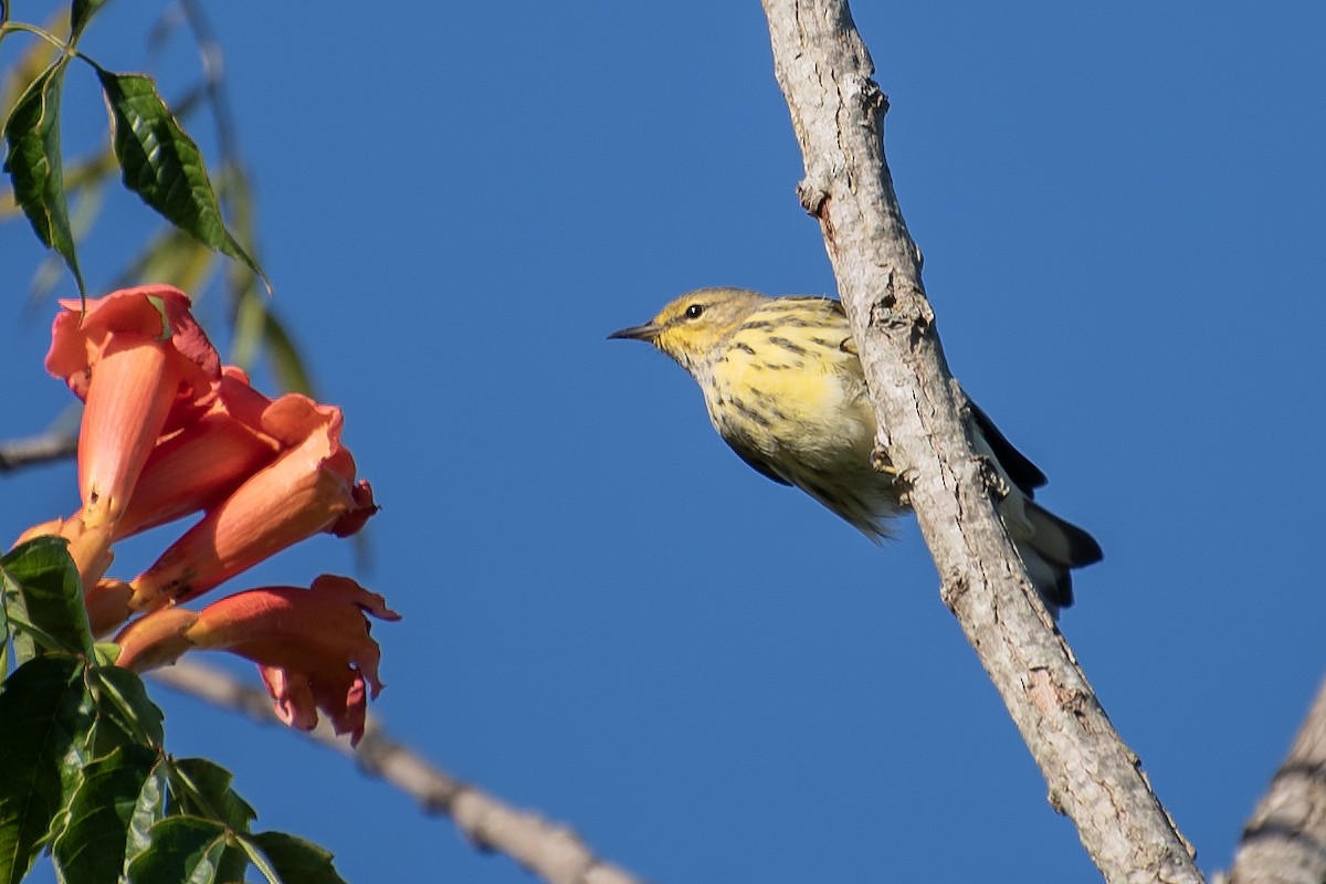 Cape May Warbler - Donna Wadsley