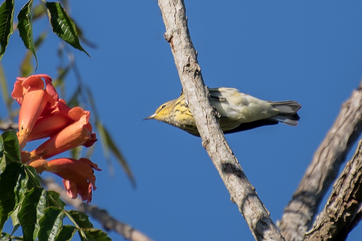 Cape May Warbler - Donna Wadsley