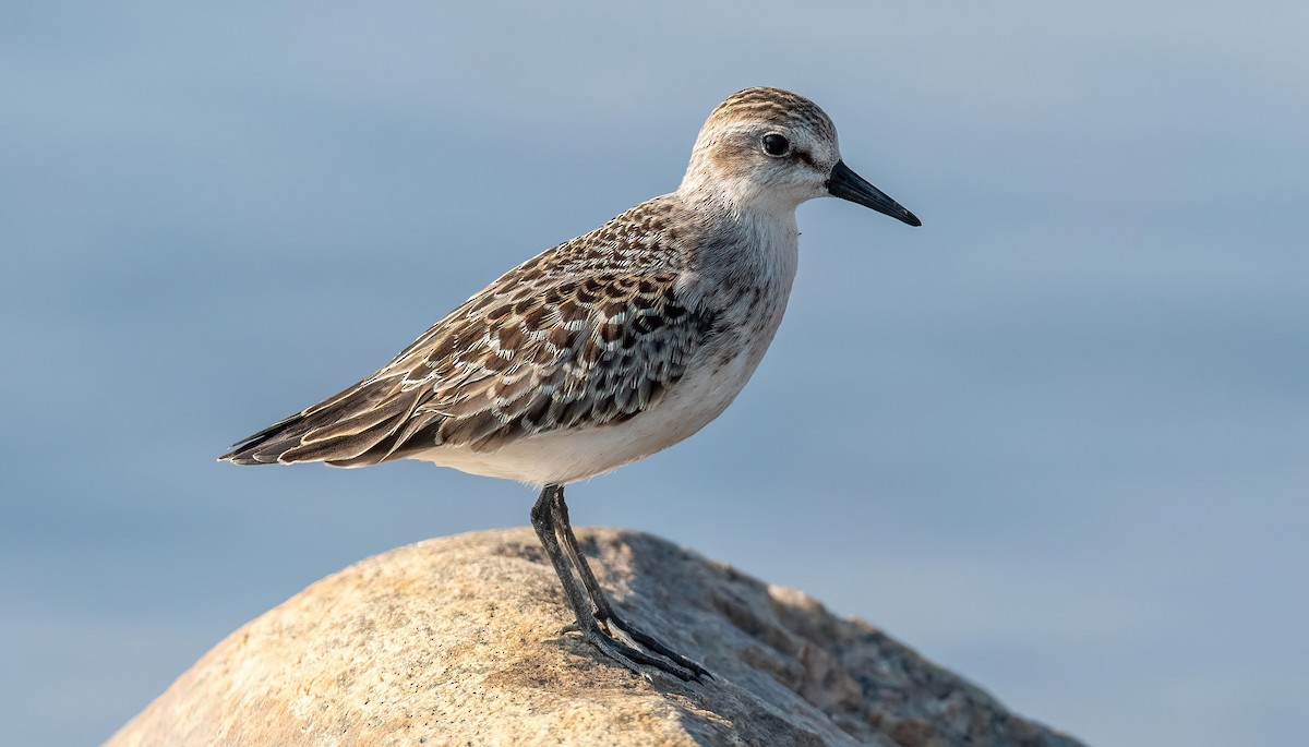 Semipalmated Sandpiper - ML623373746