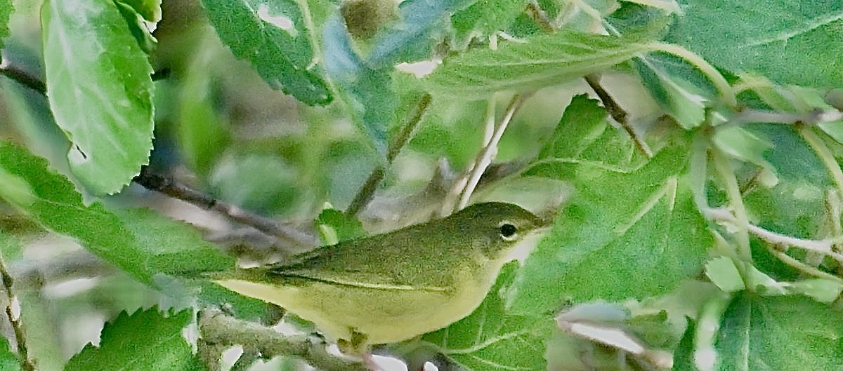 Mourning Warbler - ML623373747
