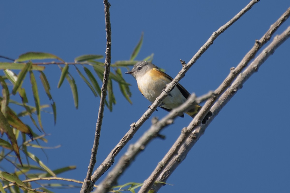 Rotschwanz-Waldsänger - ML623373750