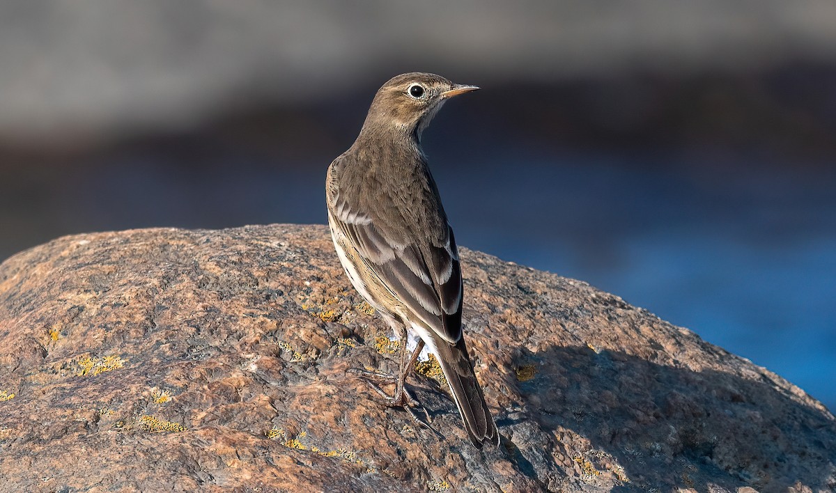 American Pipit - ML623373752