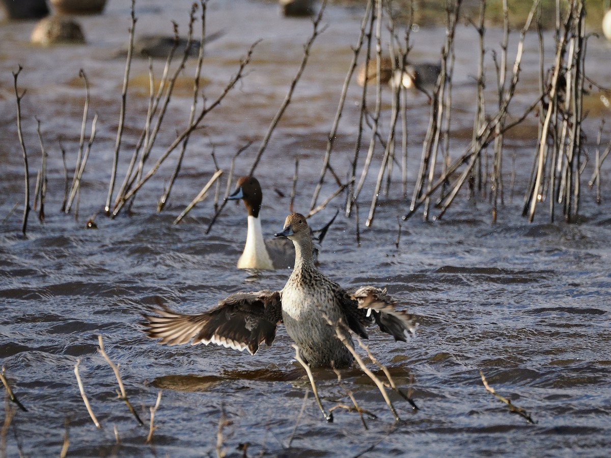 Northern Pintail - Levi Fuentes