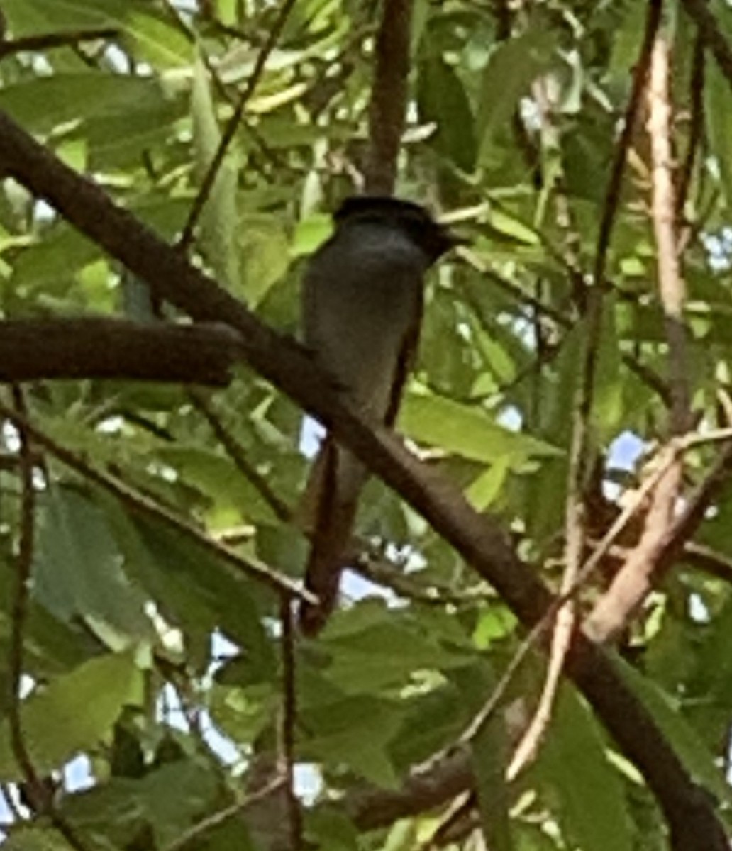 African Paradise-Flycatcher - ML623373782
