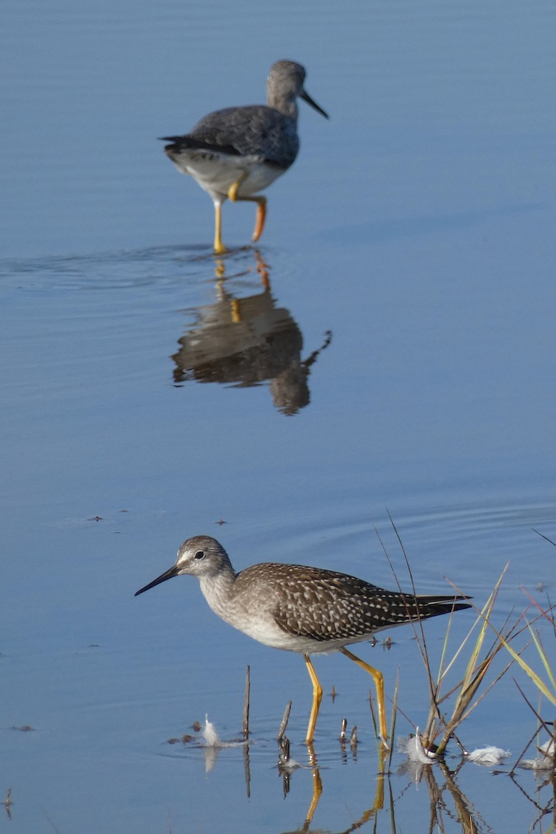 Lesser Yellowlegs - ML623373818