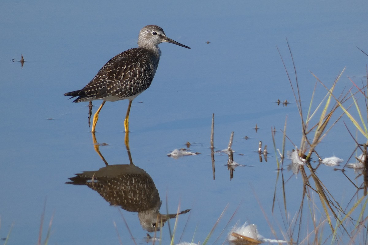 Lesser Yellowlegs - ML623373819