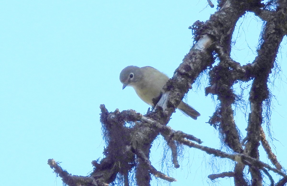 Cassin's Vireo - Diana LaSarge and Aaron Skirvin