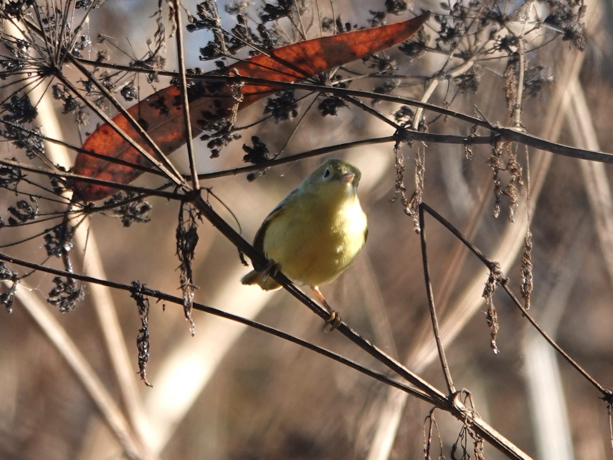 Yellow Warbler - Norman Uyeda