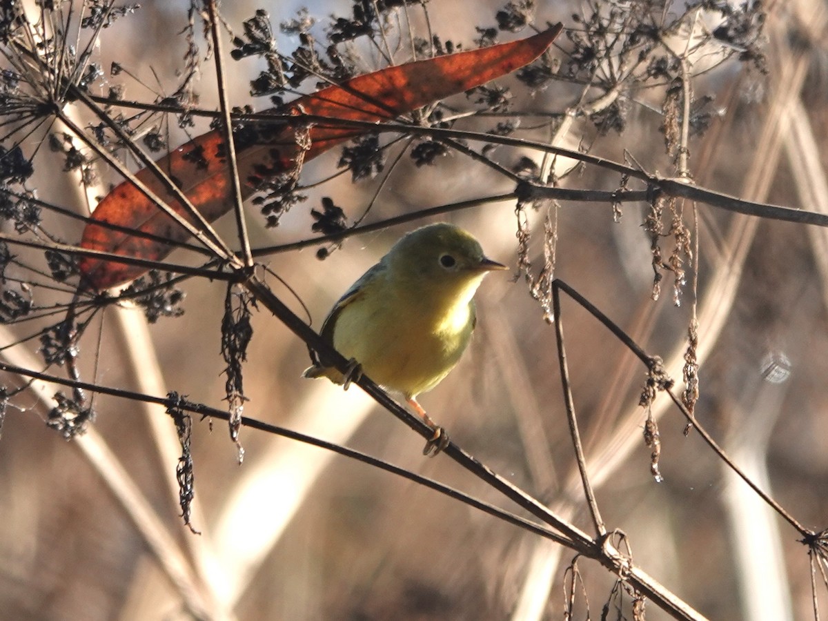 Yellow Warbler - ML623373866