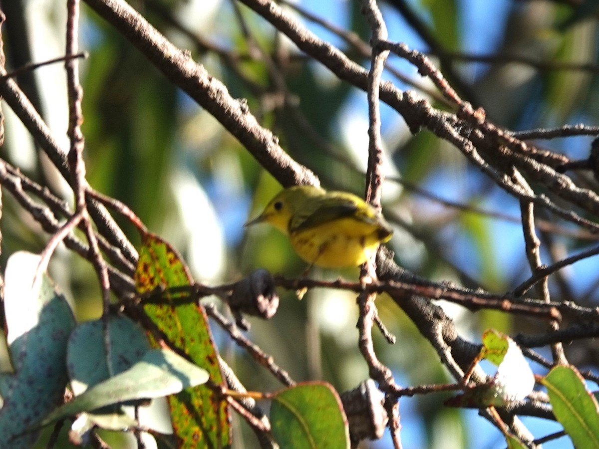 Yellow Warbler - Norman Uyeda