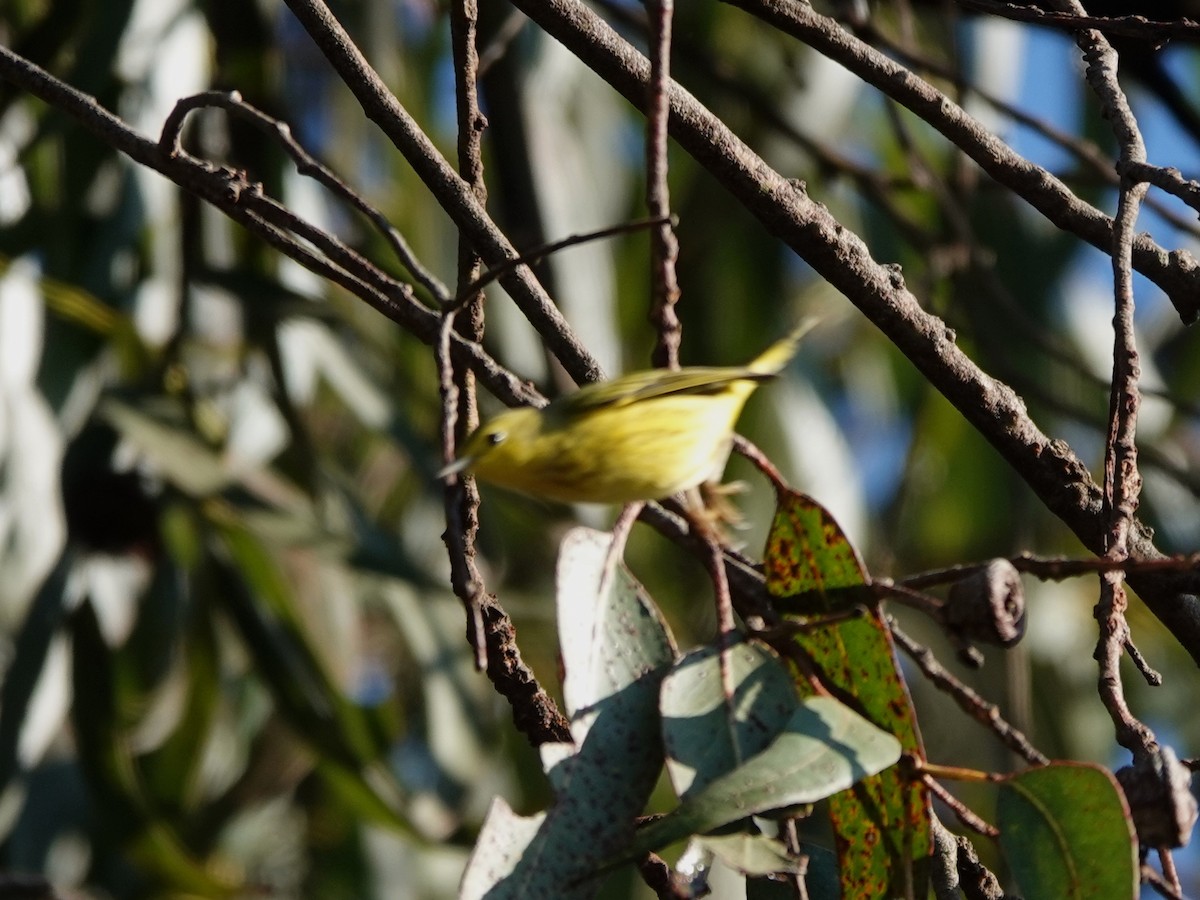 Yellow Warbler - ML623373868