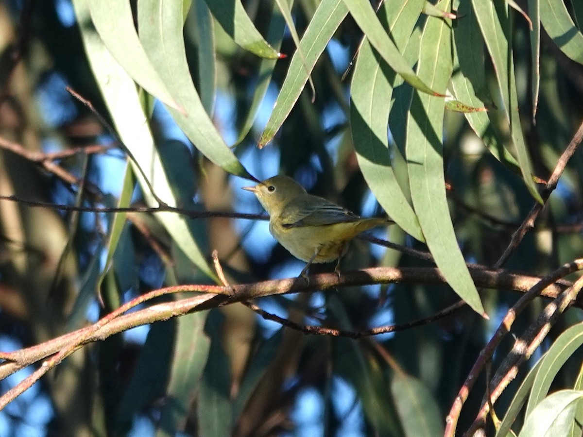 Yellow Warbler - ML623373869