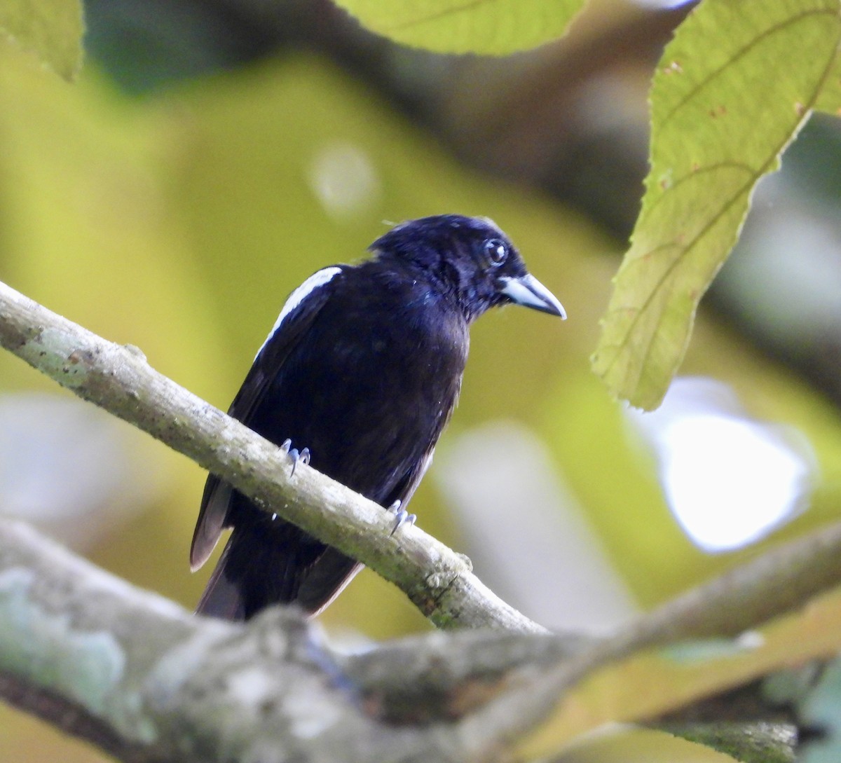 White-shouldered Tanager - ML623373876