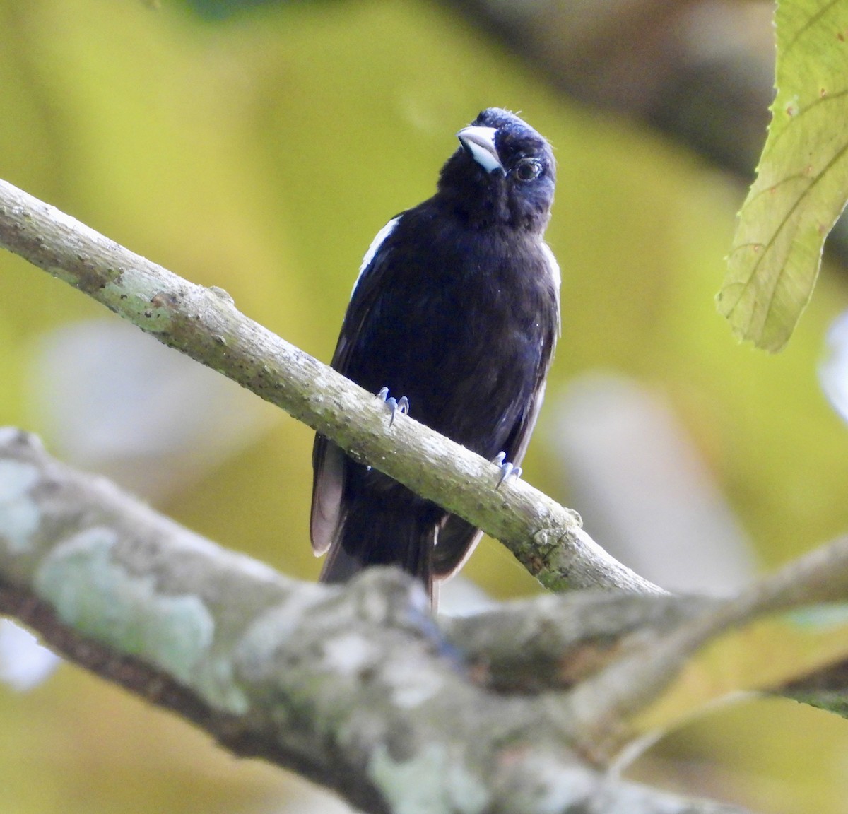 White-shouldered Tanager - ML623373878