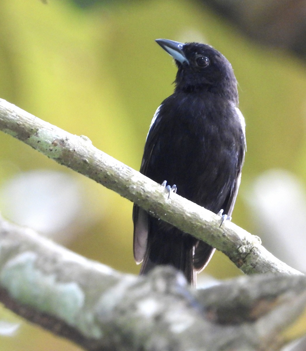 White-shouldered Tanager - ML623373880