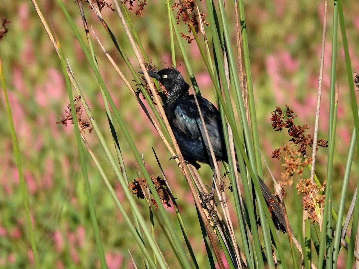 Great-tailed Grackle - ML623373920