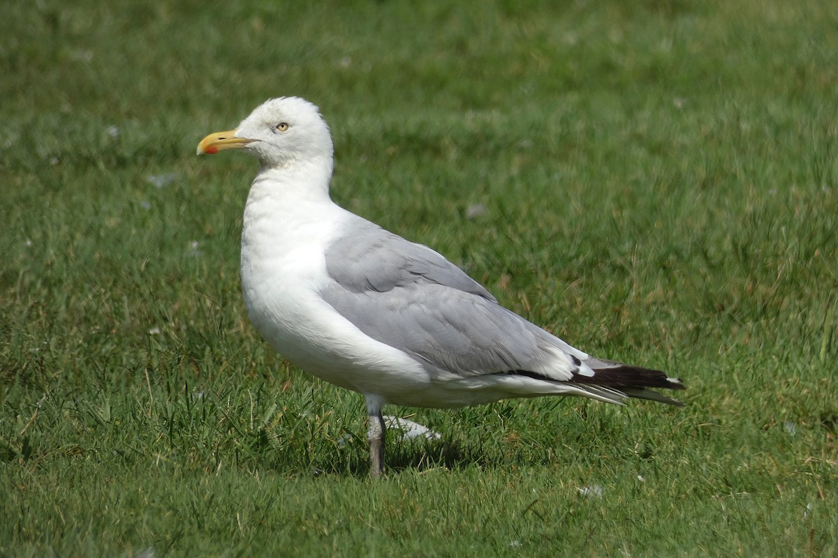 gråmåke (smithsonianus) (amerikagråmåke) - ML623373939