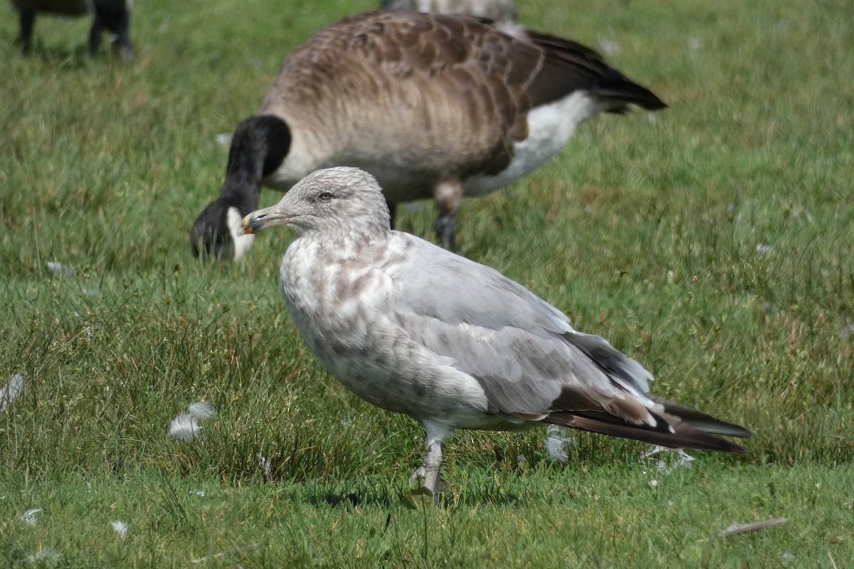 gråmåke (smithsonianus) (amerikagråmåke) - ML623373940