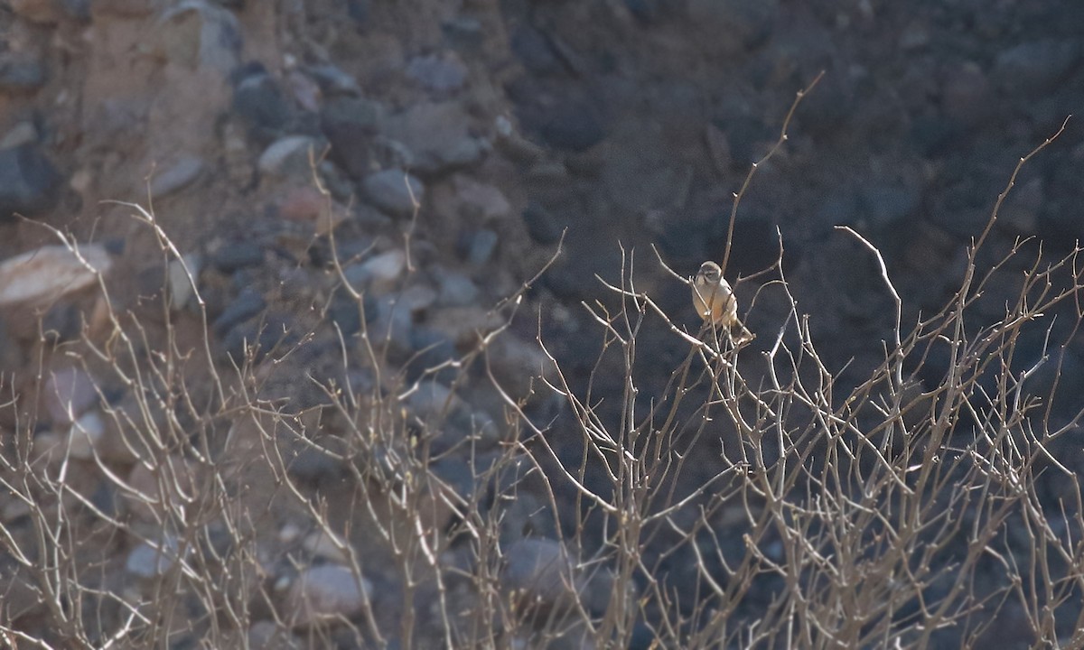 Rufous-sided Warbling Finch - ML623373945